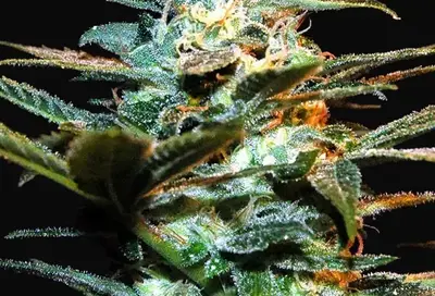 NYC Diesel