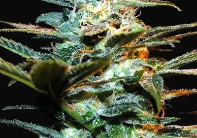 NYC Diesel