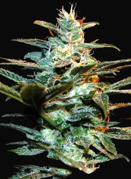NYC Diesel