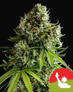 NYC Sour D Auto