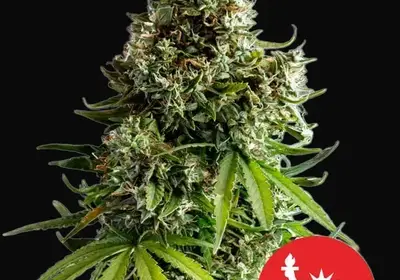 NYC Sour D Auto