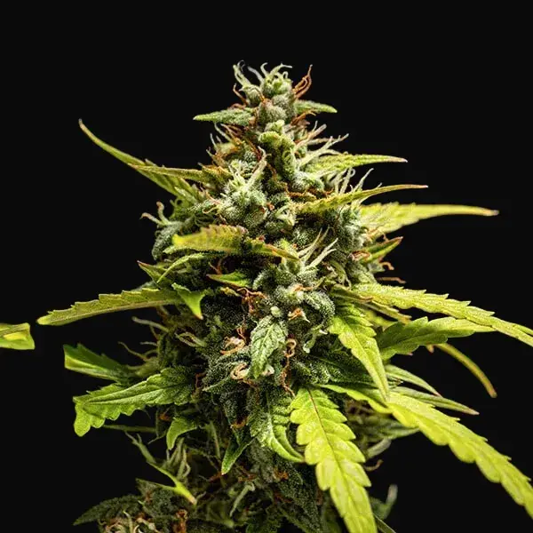 NYC Sour D Auto — zdjęcie 6