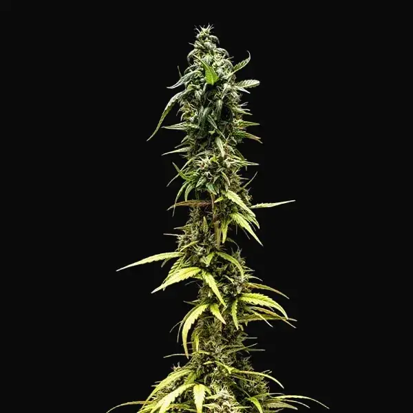 NYC Sour D Auto — zdjęcie 8