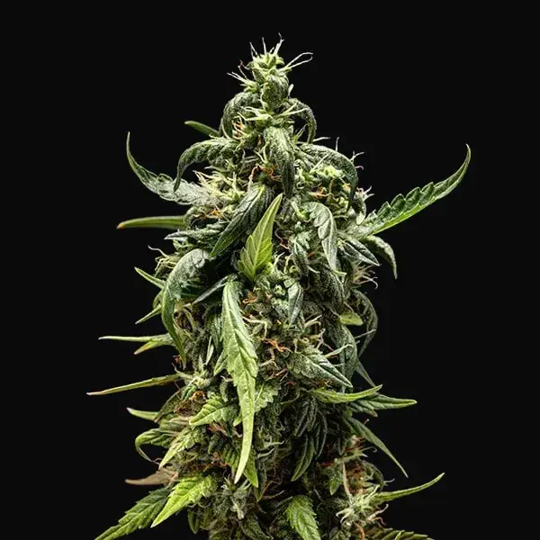 NYC Sour D Auto — zdjęcie 7