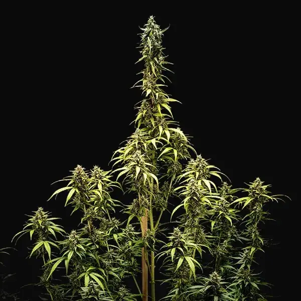 NYC Sour D Auto — zdjęcie 5