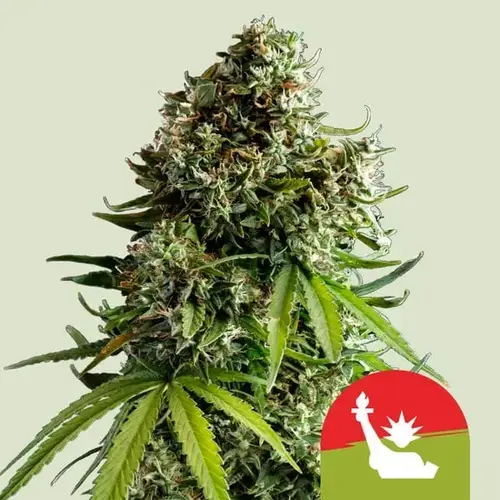 NYC Sour D Auto