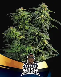 OBG Kush