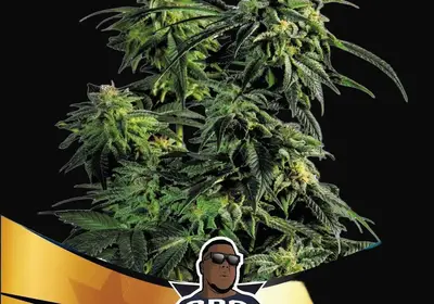 OBG Kush