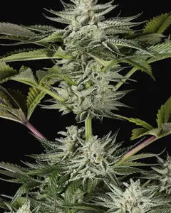 Ocean Grown Cookies