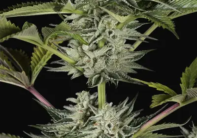 Ocean Grown Cookies