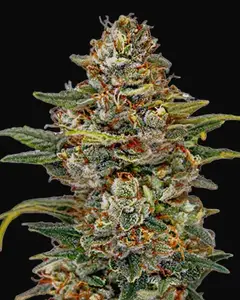 OG Kush Auto