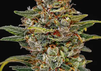 OG Kush Auto