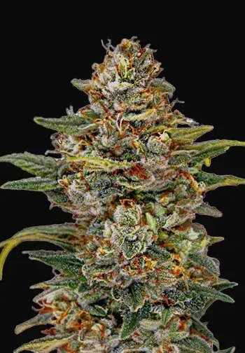 OG Kush Auto