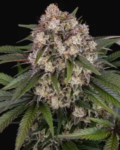 OG Kush Auto