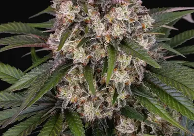 OG Kush Auto