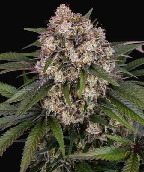 OG Kush Auto