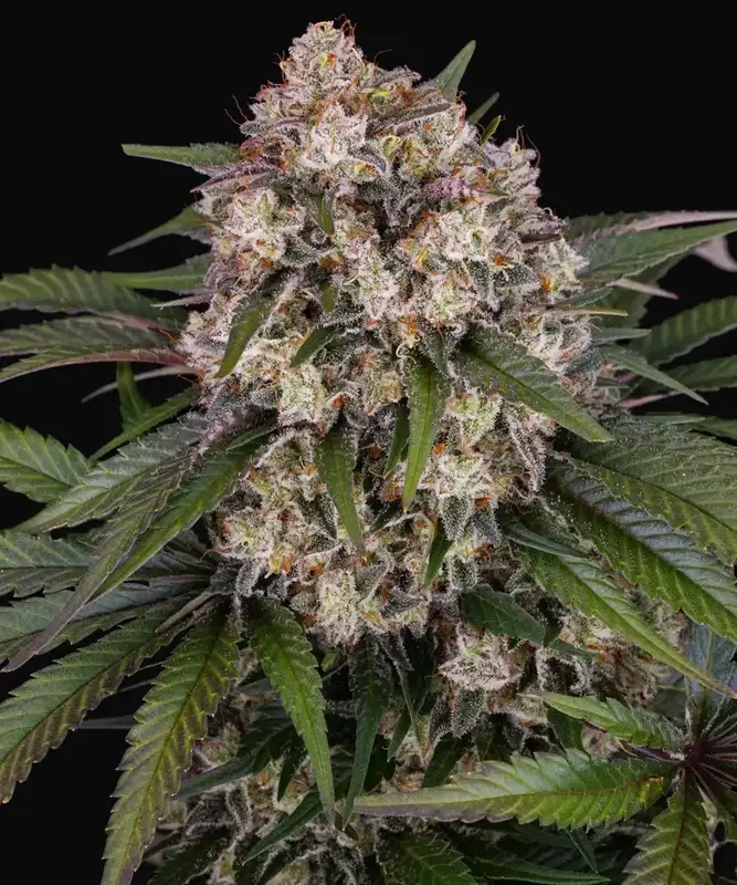 OG Kush Auto