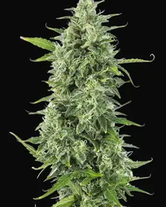 OG Kush Auto