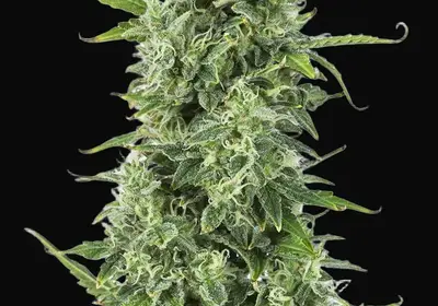 OG Kush Auto