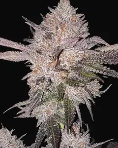 OG Kush Auto