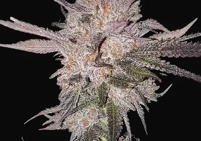 OG Kush Auto