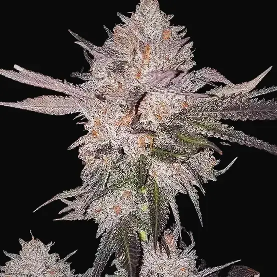 OG Kush Auto