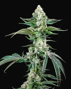 OG Kush Auto F4 IBL