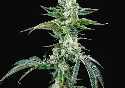 OG Kush Auto F4 IBL