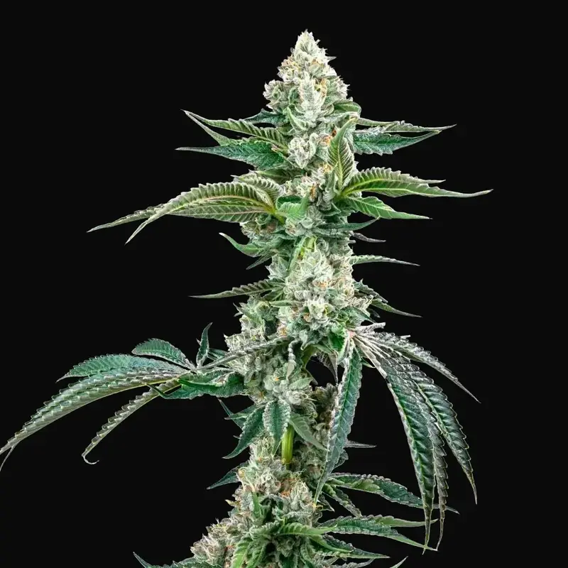 OG Kush Auto F4 IBL