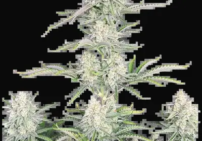 OG Kush Auto