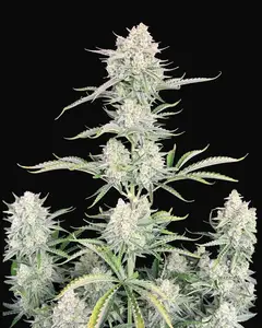 OG Kush Auto