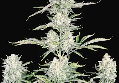 OG Kush Auto