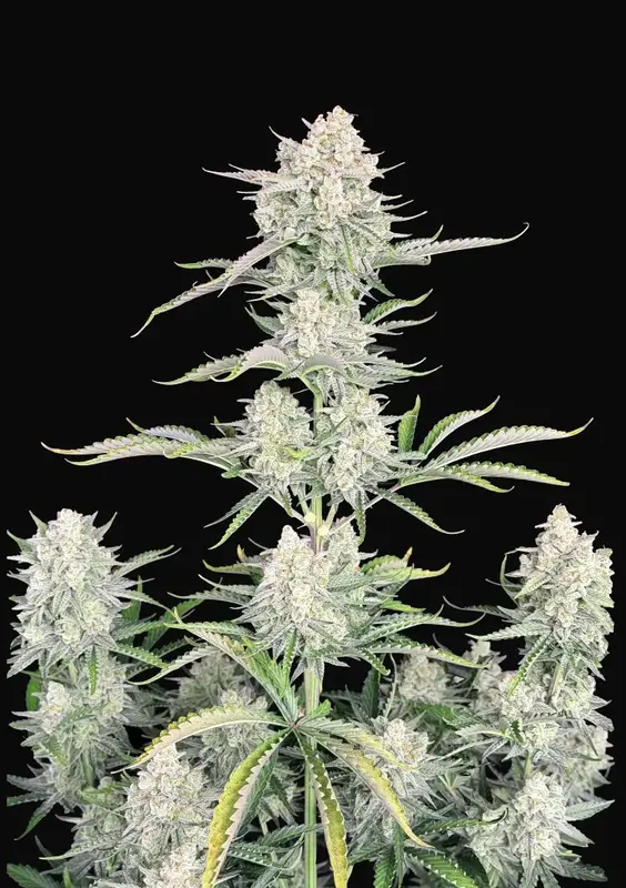 OG Kush Auto