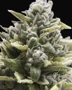 OG Kush Auto