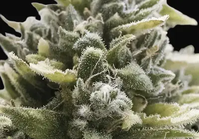 OG Kush Auto