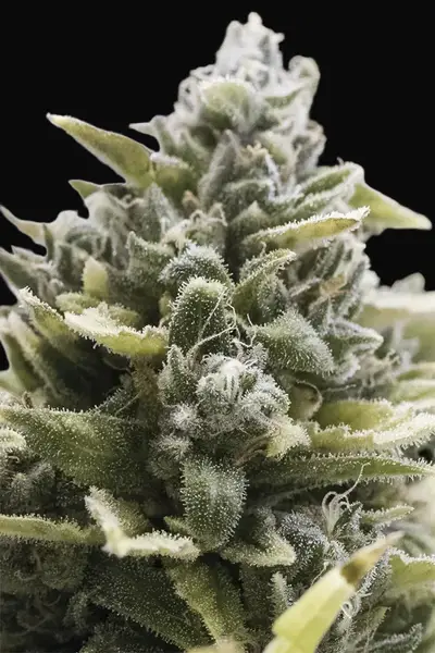 OG Kush Auto