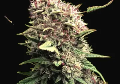OG Kush Auto