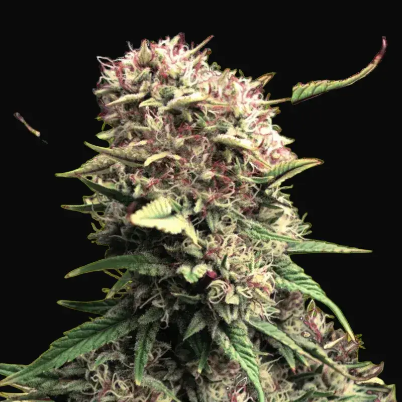 OG Kush Auto