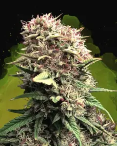 OG Kush Auto