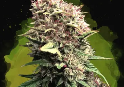 OG Kush Auto