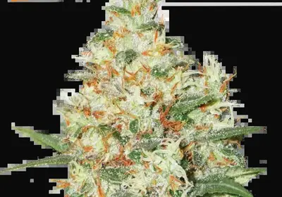 O.G Kush Auto