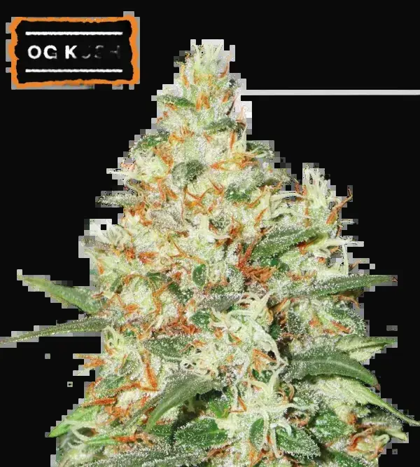 O.G Kush Auto