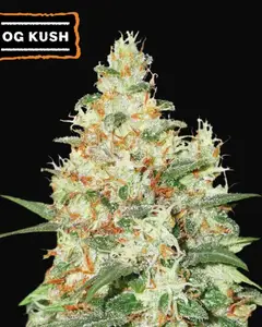 O.G Kush Auto