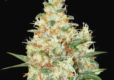 O.G Kush Auto