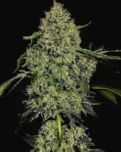 OG Kush Automatic