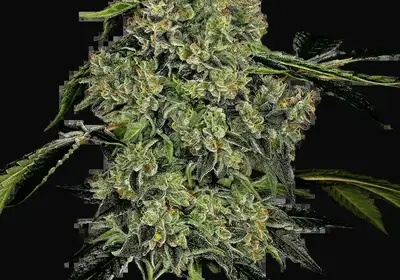 OG Kush Automatic