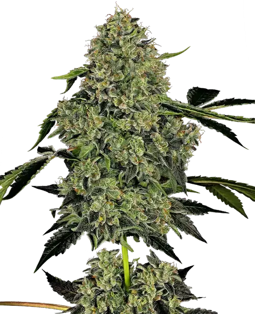 OG Kush Automatic