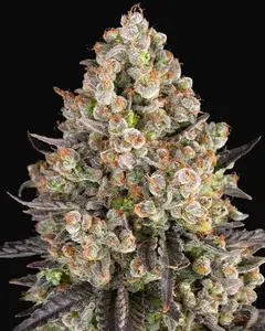 OG Kush