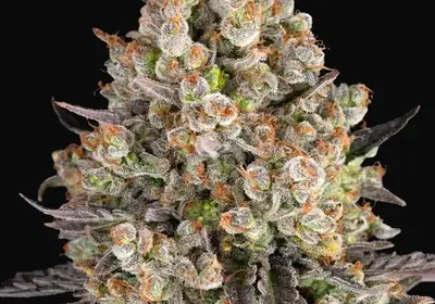 OG Kush