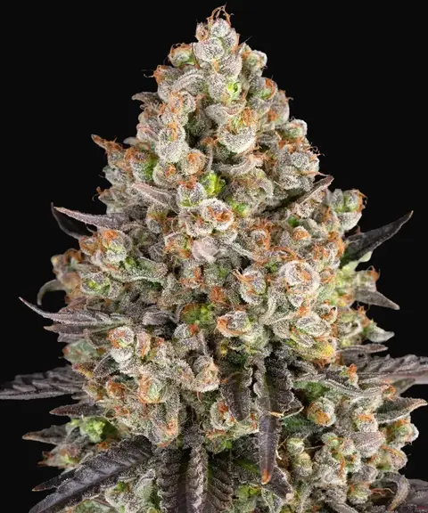 OG Kush